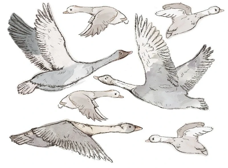 Samolepky na stenu - Odlietavajúce husi